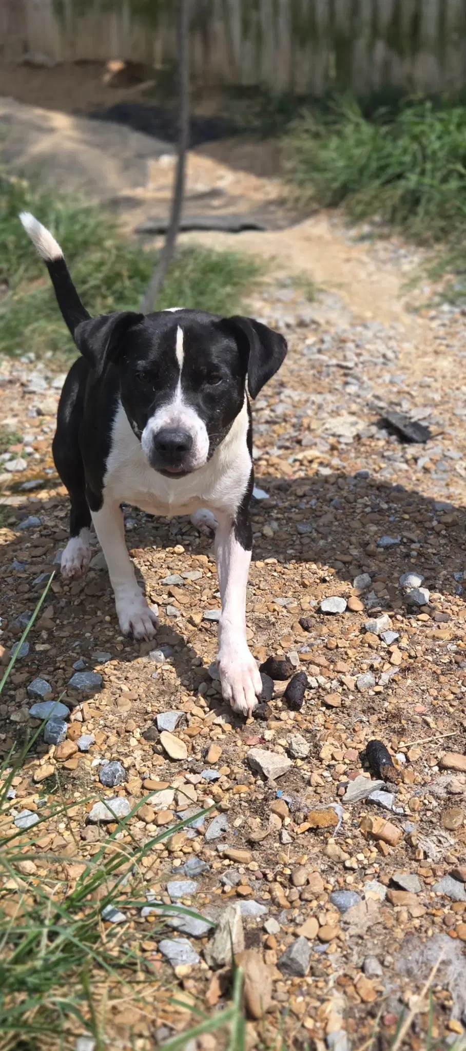 Mildred - Terrier