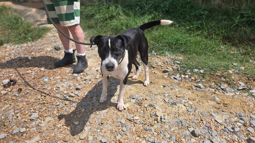 MILDRED - Terrier available for adoption