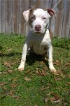 adoptable Dog in jackson, MS named Constance