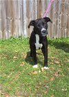 adoptable Dog in , MS named Penelope