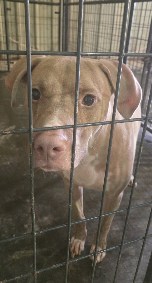 COLLIN - Labrador Retriever available for adoption