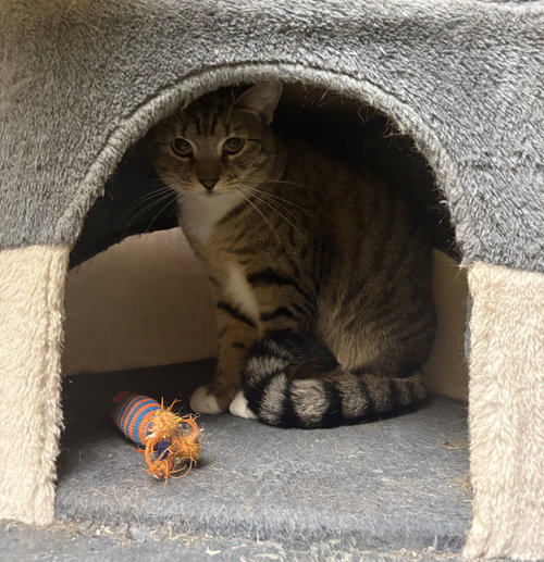 HIGHWAY - Domestic Short Hair / Tabby available for adoption