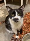 adoptable Cat in , MS named Stache
