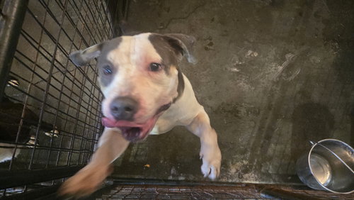 CARSON - American Bulldog available for adoption