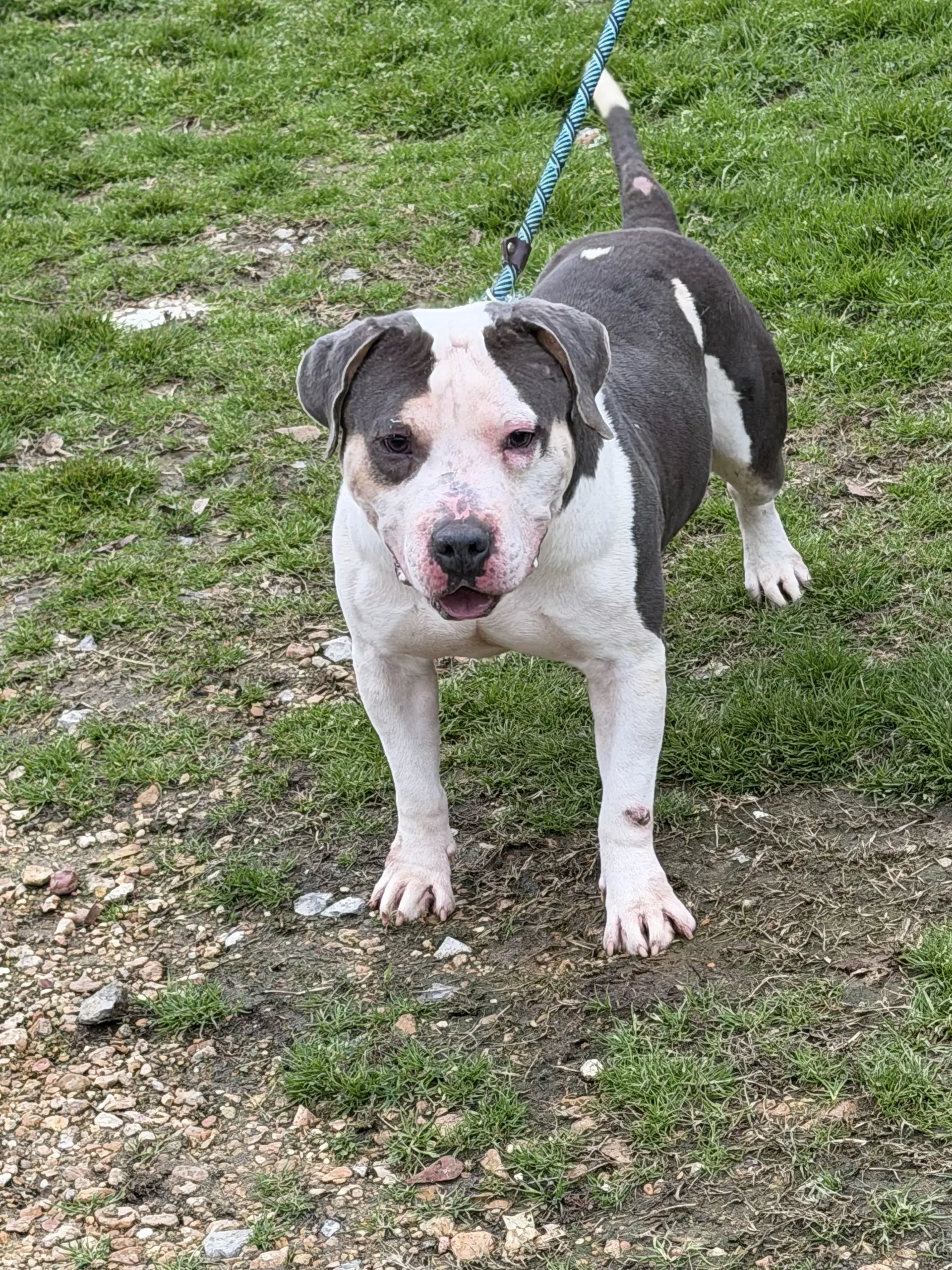 Carson - American Bulldog
