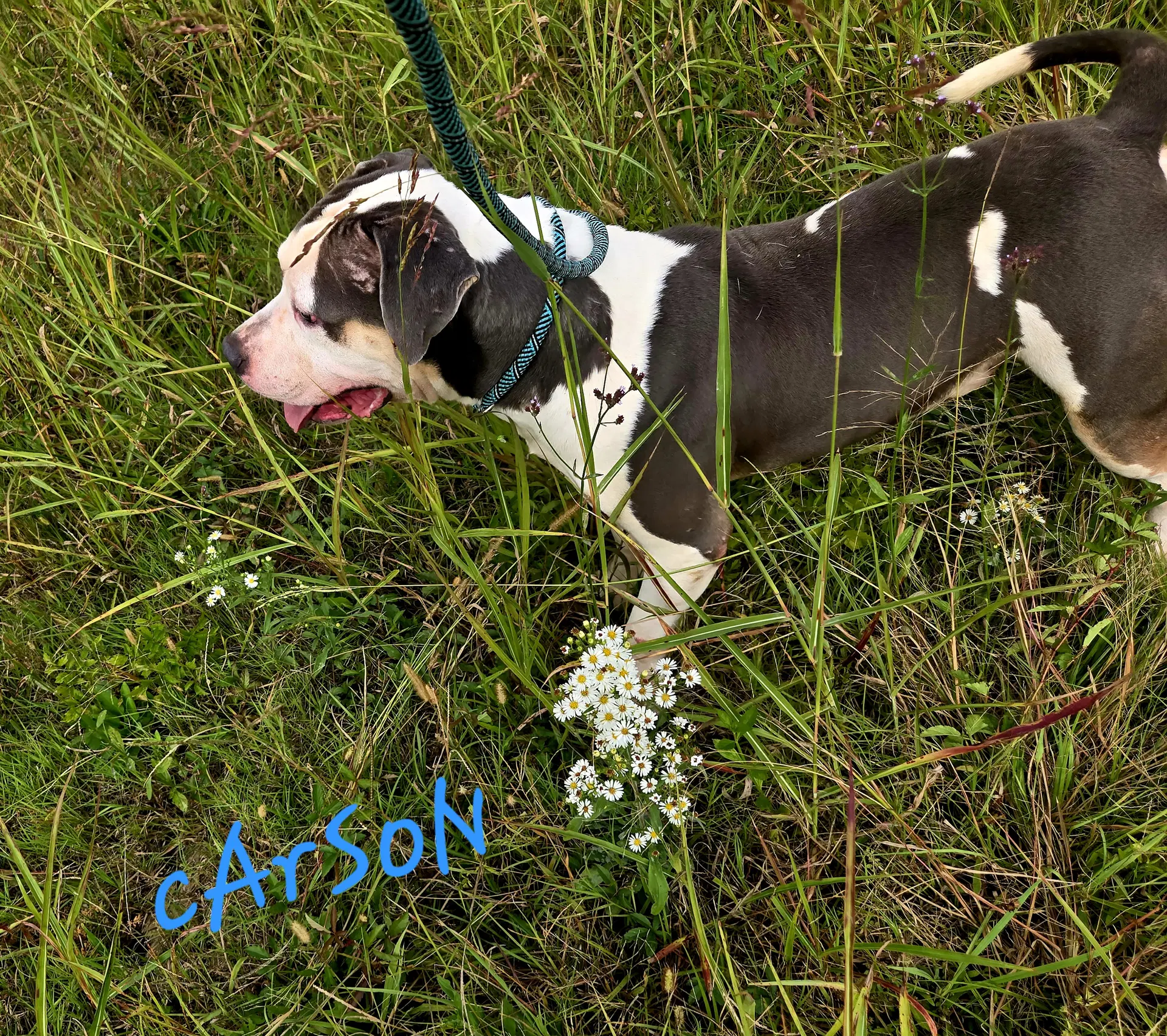 Carson image 4