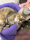 adoptable Cat in , MS named Scorpio