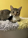 adoptable Cat in , MS named Taurus