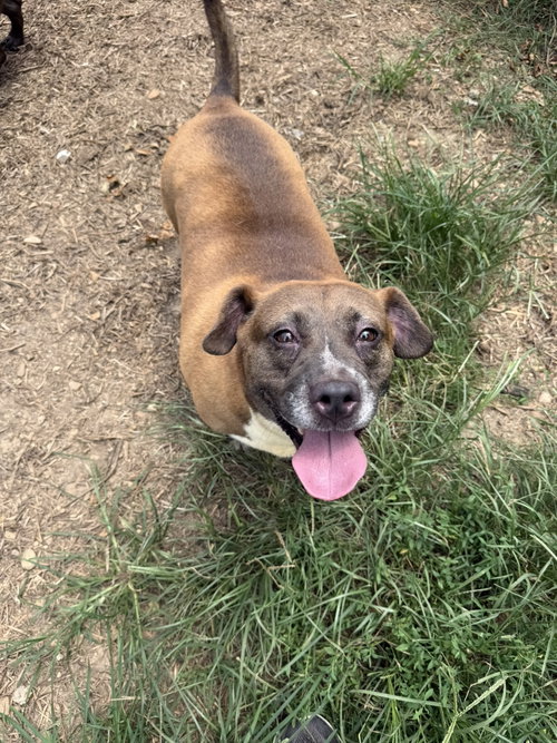 Brandi, an adoptable Bulldog in Jackson, MS