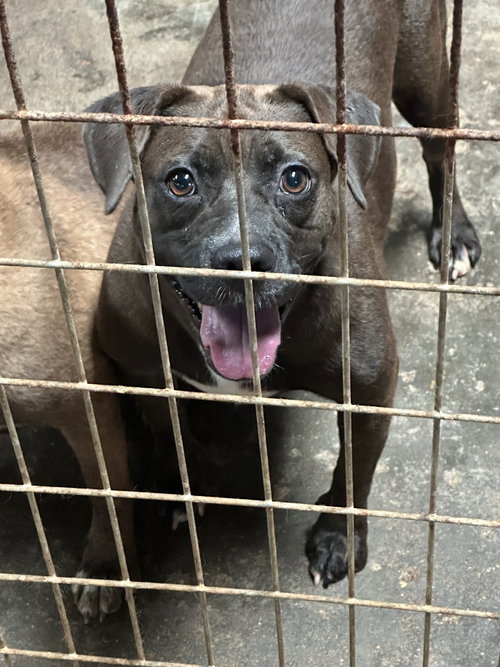 ALLISON - Bulldog / Labrador Retriever available for adoption