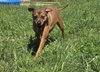 Charlie - Photo 1