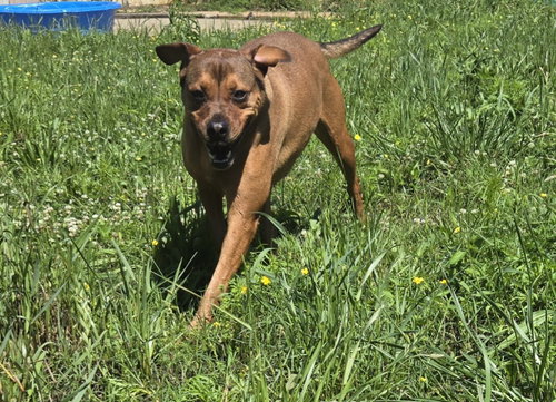Charlie, an adoptable Boxer in Jackson, MS