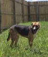 Sugar - Photo 2