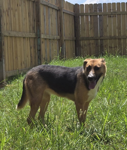 SUGAR - Hound available for adoption
