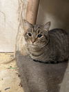 adoptable Cat in , MS named Jimi Hendricks