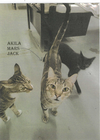 adoptable Cat in , MS named Mars