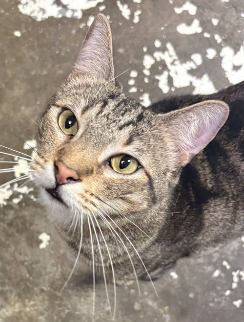 MARS - Domestic Short Hair available for adoption