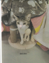adoptable Cat in , MS named Bruno