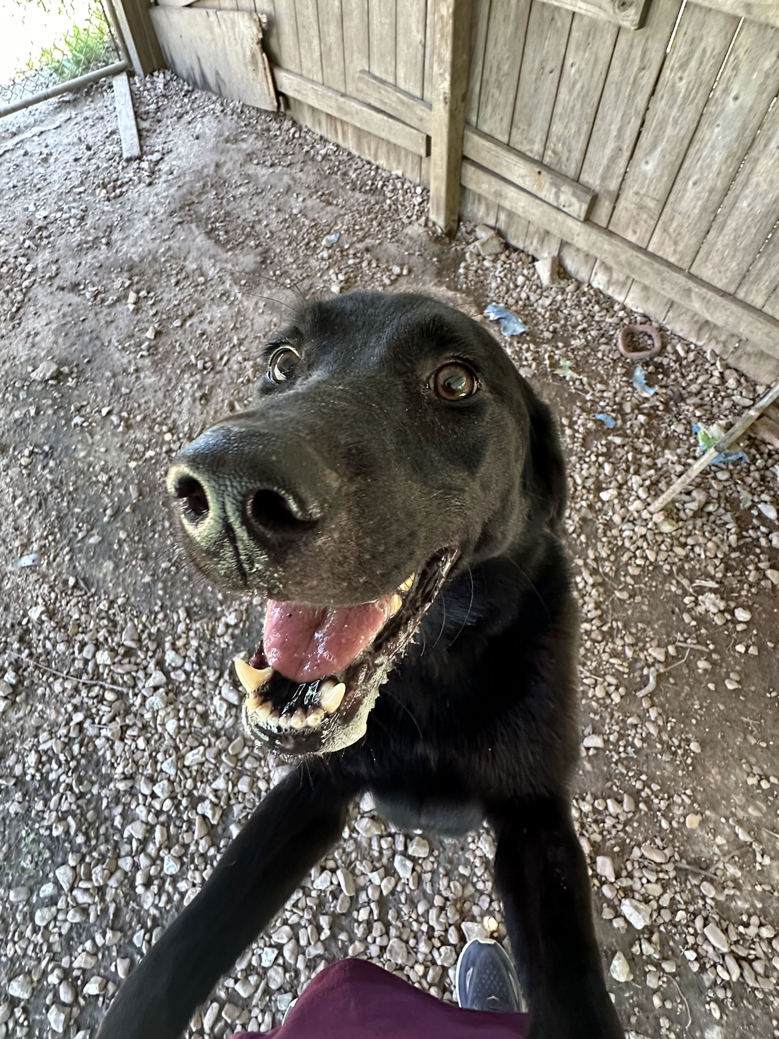 adoptable Dog in Jackson, MS named Shadow