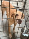 adoptable Dog in  named Poppy