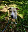 Clyde - Photo 1