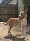 Bonnie - Photo 2