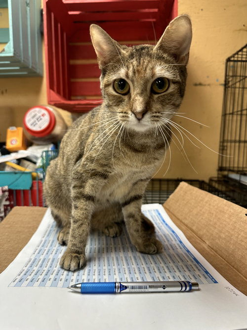 ANGEL MARIE - Domestic Short Hair available for adoption