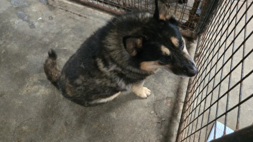 Ruby, photo 4