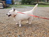 adoptable Dog in , MS named Max
