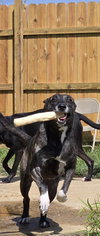 Sansa - Photo 2