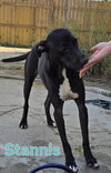 Stannis - Photo 2
