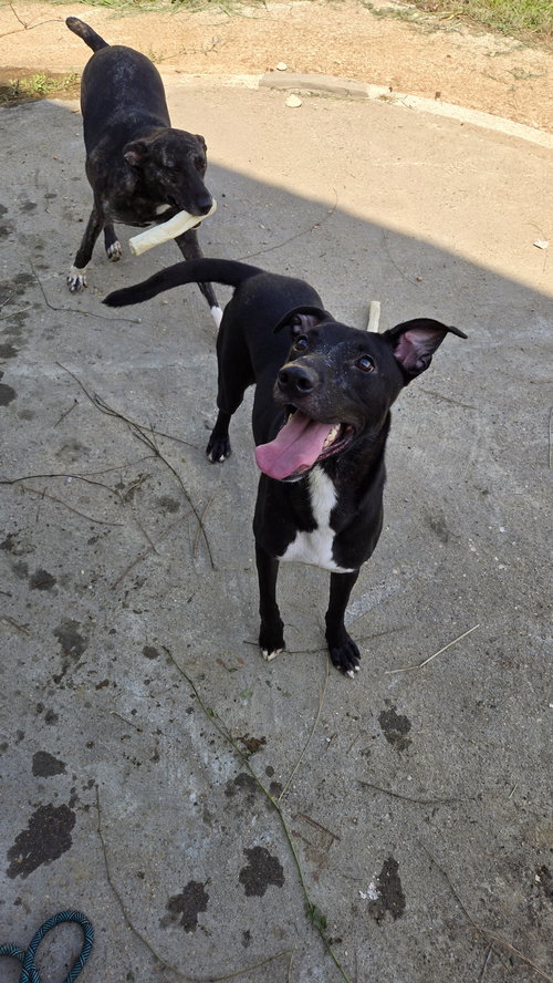 STANNIS - Labrador Retriever available for adoption