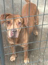 adoptable Dog in  named Dolly