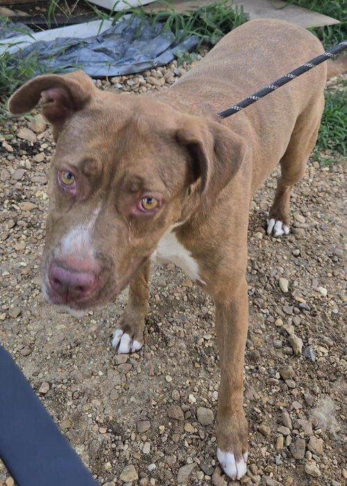DOLLY - Unknown available for adoption