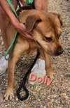 Dolly - Photo 3
