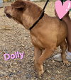 Dolly - Photo 4