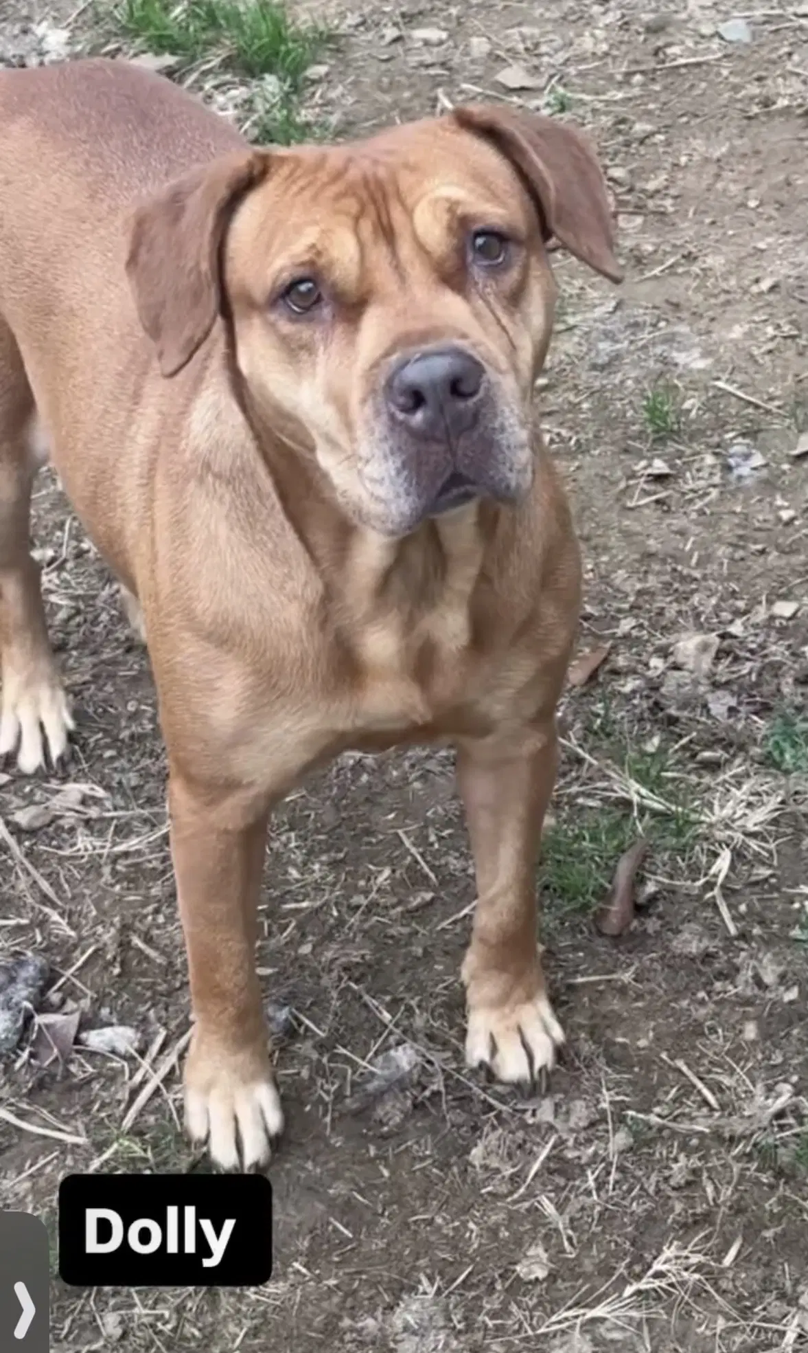 Dolly - Boxer