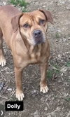 Dolly - Photo 1