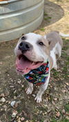 adoptable Dog in  named Abby