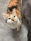 adoptable Cat in , MS named Cali