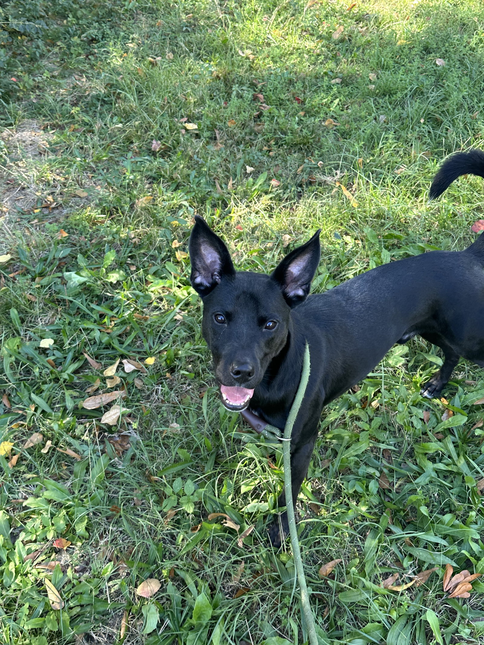 Otis Image