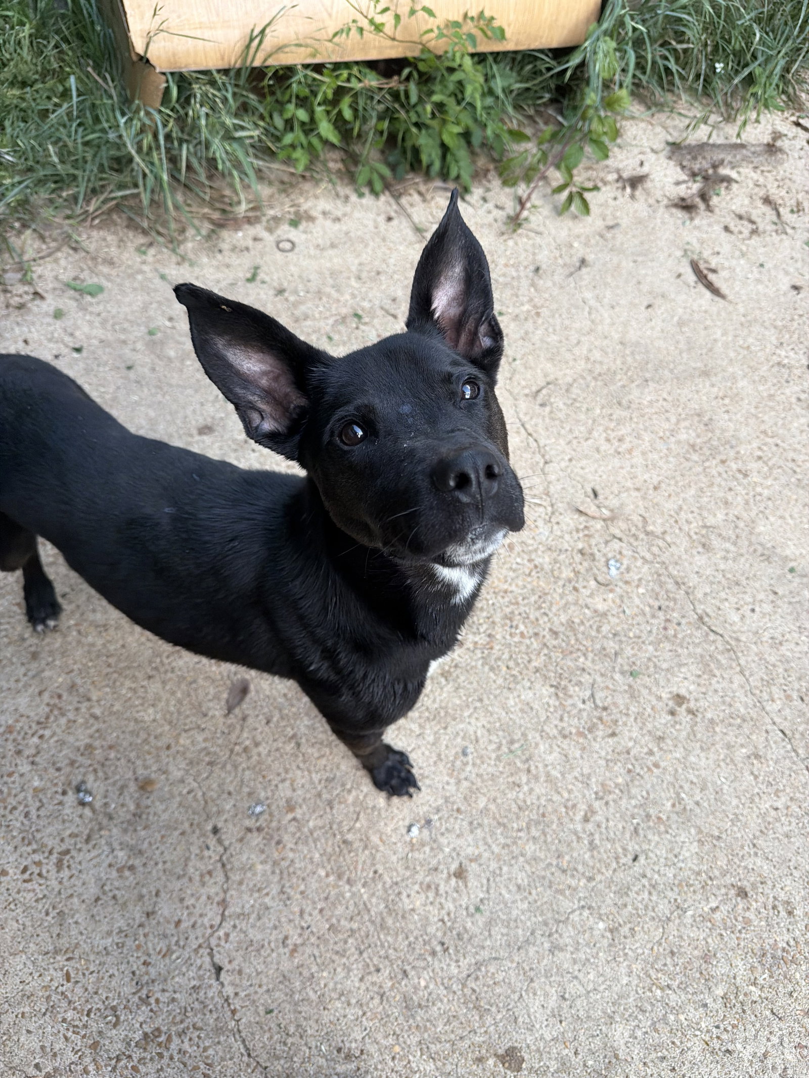Otis Image