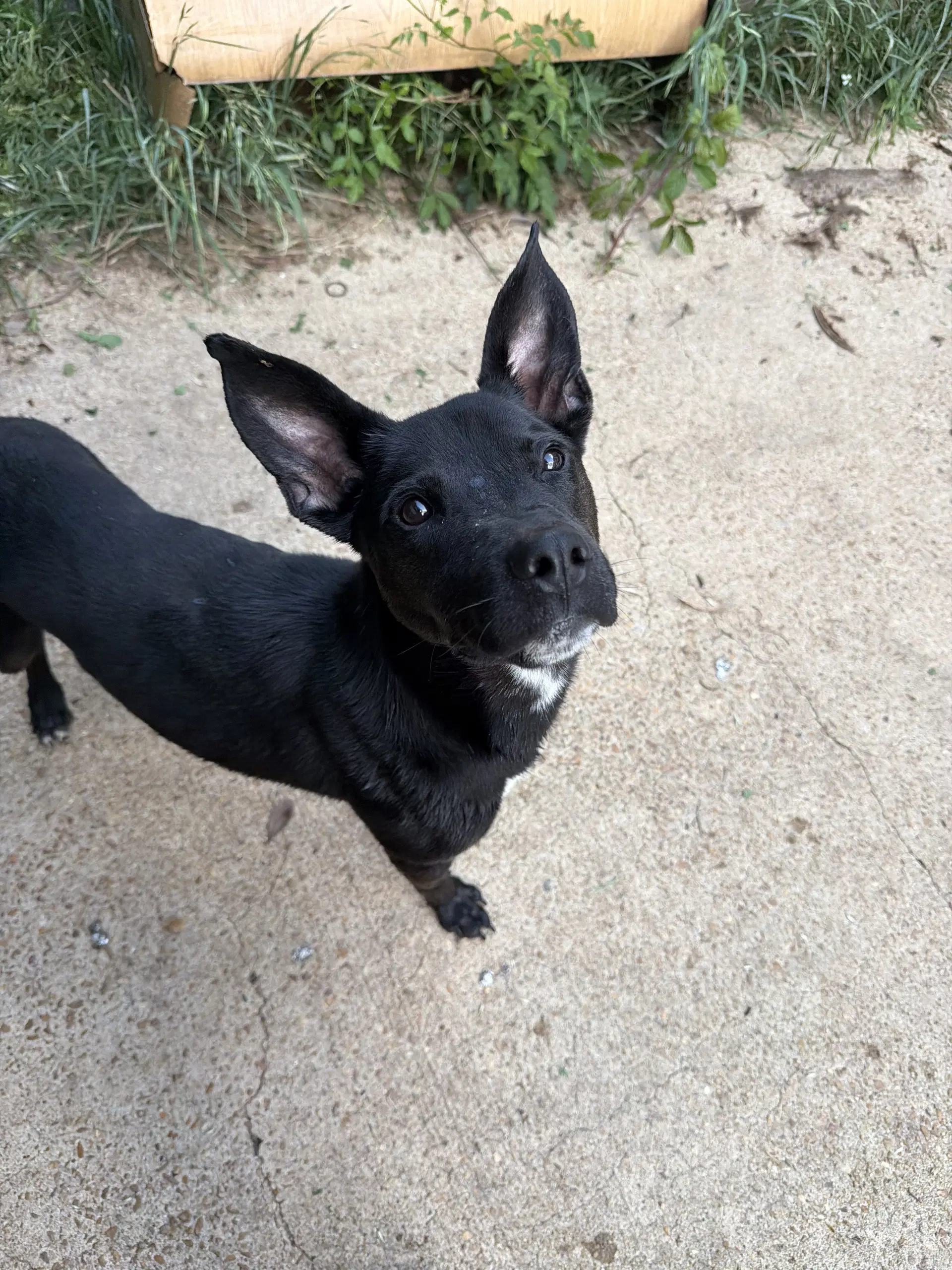 Otis image 2