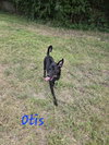 Otis - Photo 1