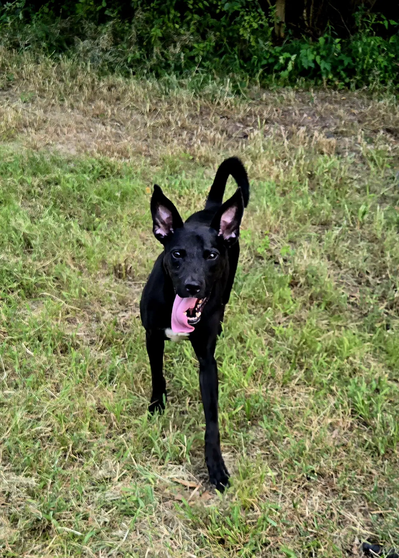 Otis - Black Labrador Retriever