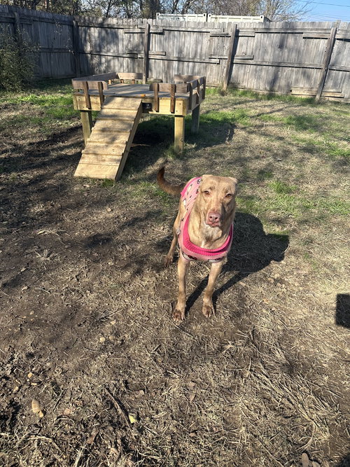 APRIL - Labrador Retriever / Terrier available for adoption