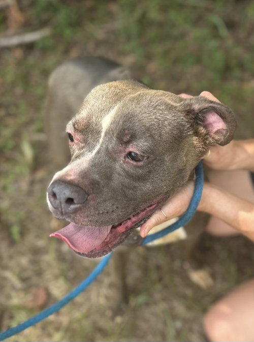 JINGLES - American Staffordshire Terrier available for adoption
