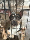 adoptable Dog in  named Feyre