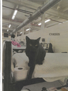 adoptable Cat in , MS named Corben