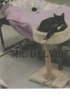 adoptable Cat in , MS named Mr Belvedere